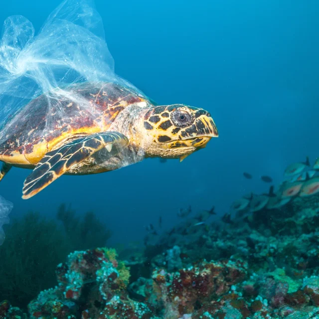 Schildkröte schwimmt im Meer mit Plastiktüte am Hals