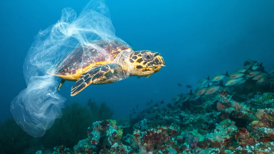 Schildkröte schwimmt im Meer mit Plastiktüte am Hals